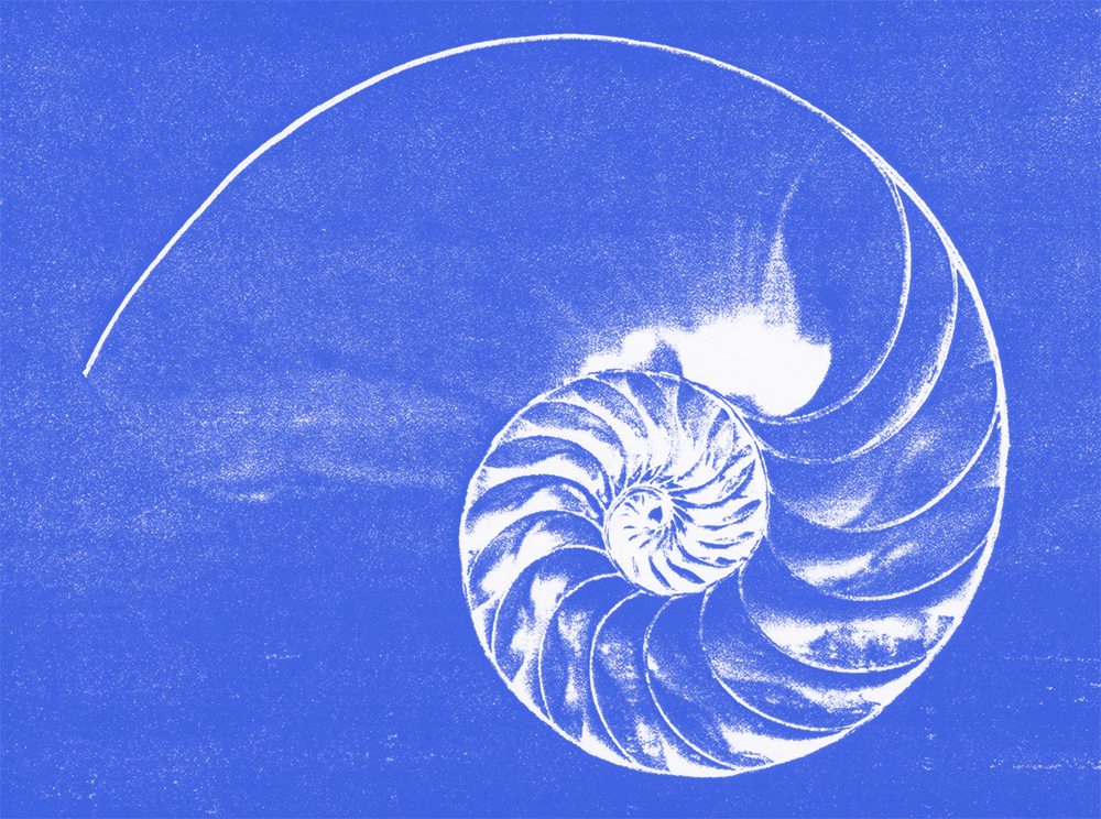 Nautilus Shell Drawing